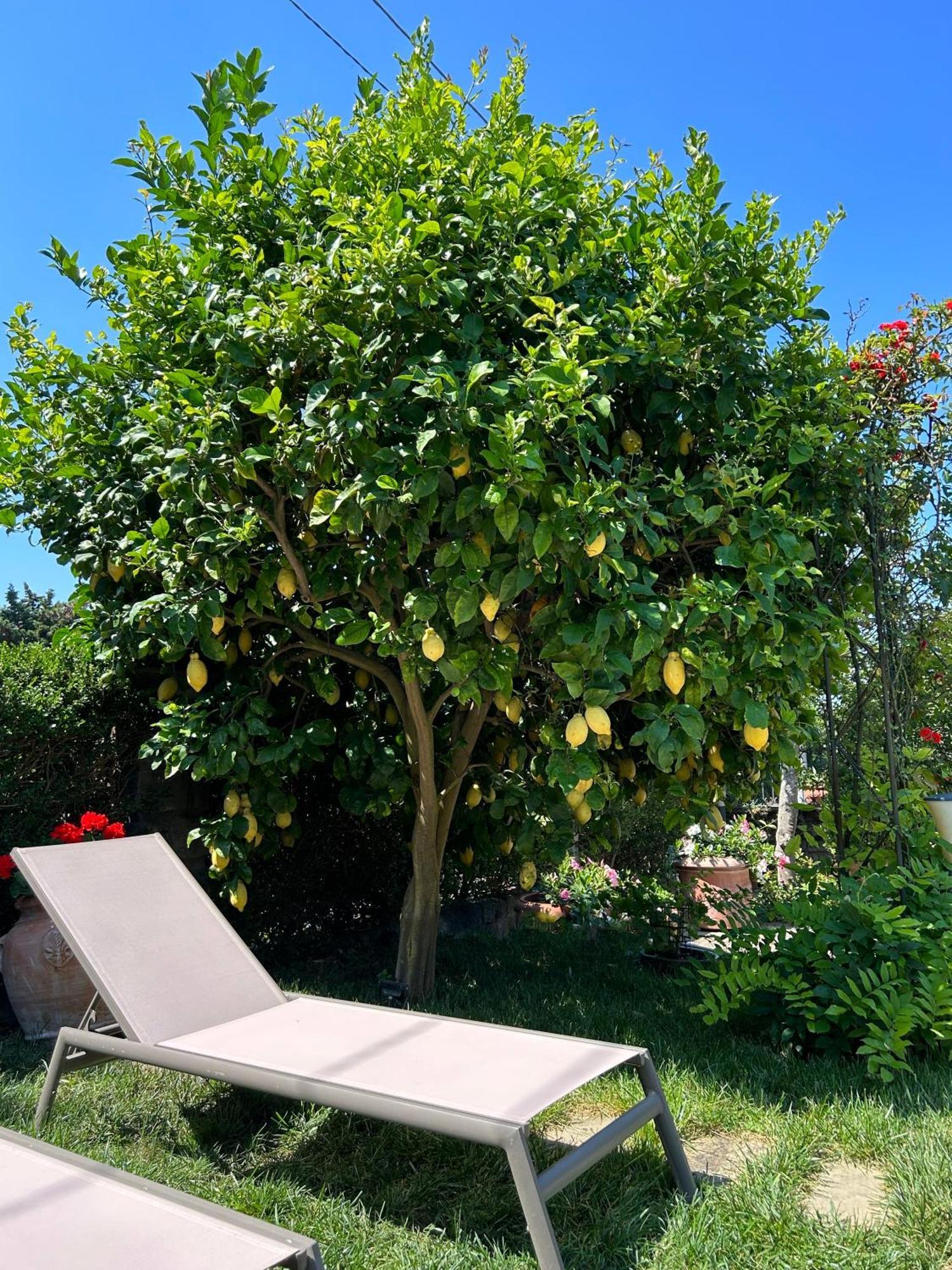 Maison Villa Angela SantʼAgata sui Due Golfi Екстериор снимка